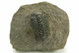 Detailed Reedops Trilobite - Atchana, Morocco #376978-3